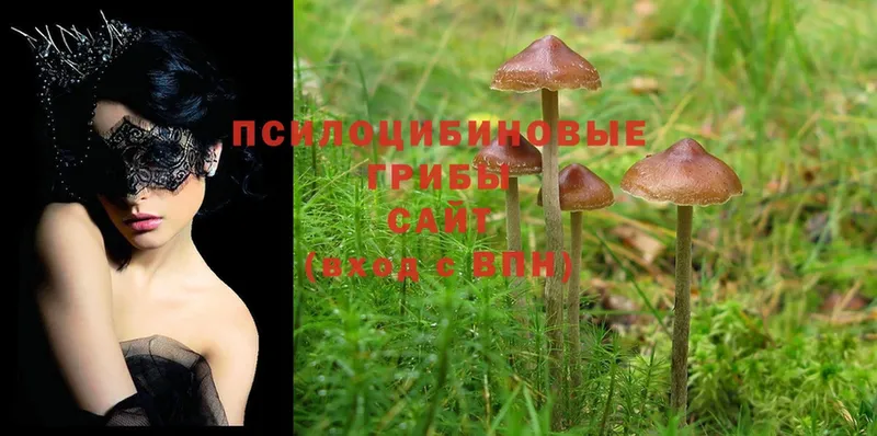 Галлюциногенные грибы Psilocybe  мега ссылка  Тара 